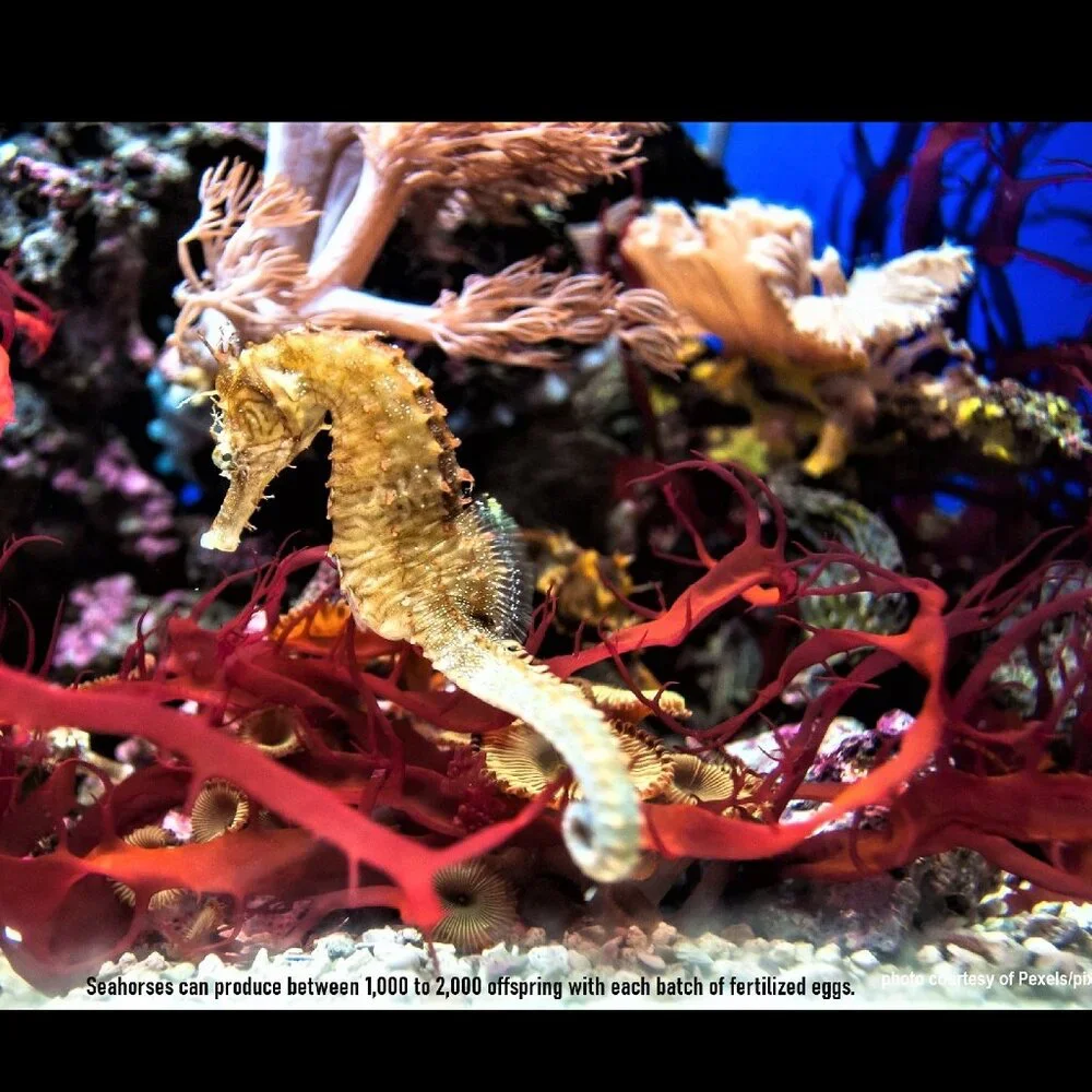 The Crafty Hobbit 2026 seahorses